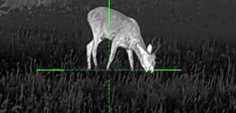 Vide li se rogovi s termalom?