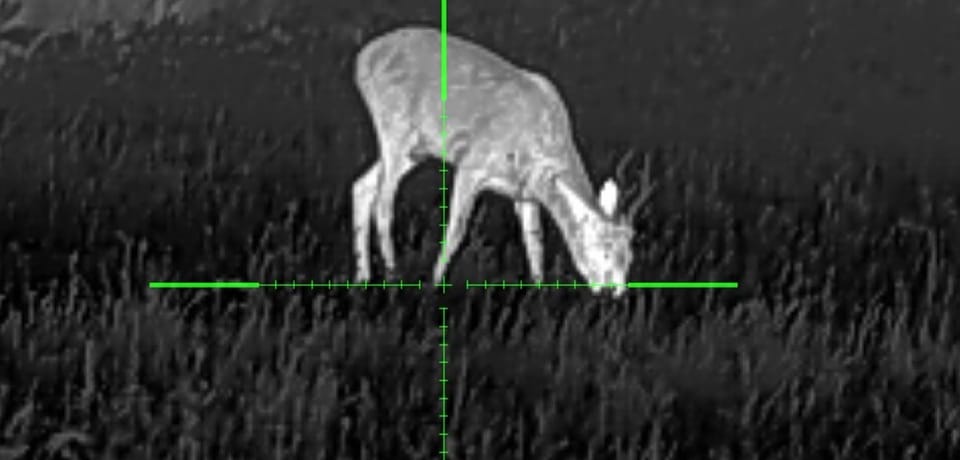 Vide li se rogovi s termalom?